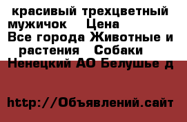 красивый трехцветный мужичок  › Цена ­ 10 000 - Все города Животные и растения » Собаки   . Ненецкий АО,Белушье д.